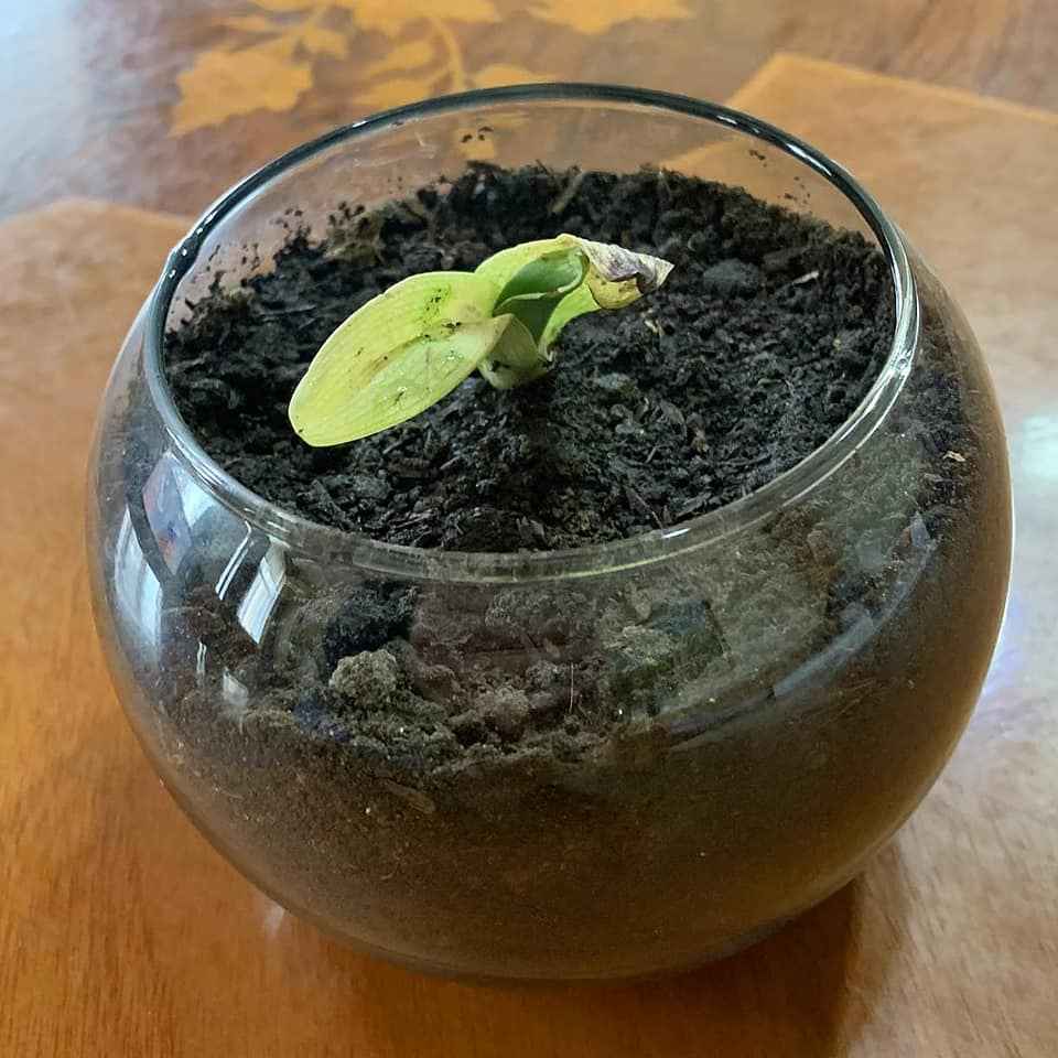 Şuşa mirası olan Xarıbülbül çiçeği, Suqovuşan toprağıyla birlikte Odlar Yurdu Üniversitesi'ne hediye edildi